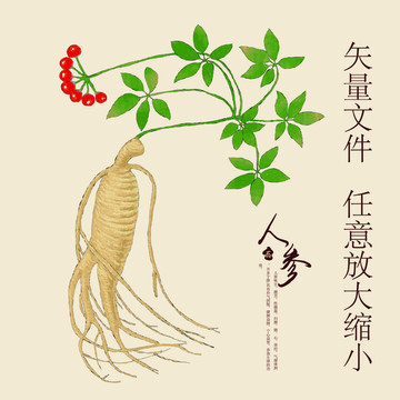 人參包裝設計 傳統(tǒng)與現(xiàn)代的完美融合